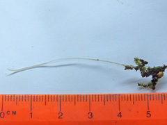 Typhula filiformis image