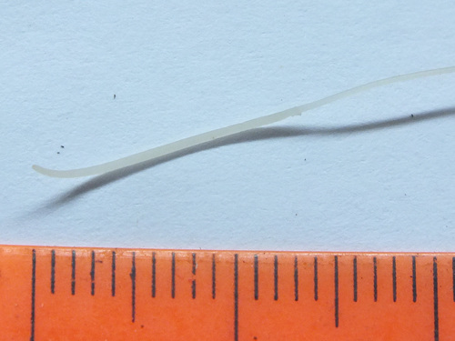 Typhula filiformis image