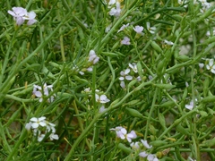 Cakile maritima baltica