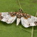 Eupithecia breviculata - Photo (c) Paolo Mazzei, some rights reserved (CC BY-NC), uploaded by Paolo Mazzei