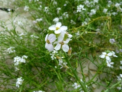 Cakile maritima baltica