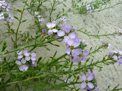 Cakile maritima baltica