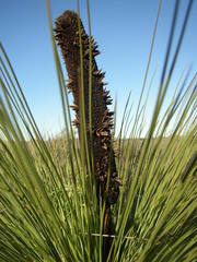 Xanthorrhoea drummondii
