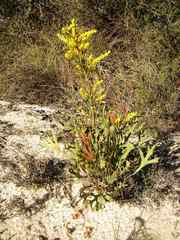 Synaphea spinulosa spinulosa