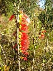 Melaleuca quadrifida