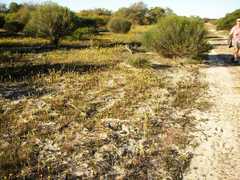 Podotheca gnaphalioides