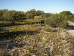 Podotheca gnaphalioides