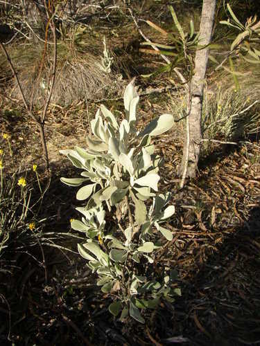 Image of Goodenia reinwardtii by (c) Tony Rebelo, some rights reserved (CC BY-SA)