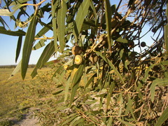 Eucalyptus todtiana