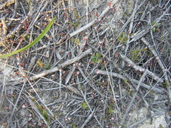 Levenhookia murfetii