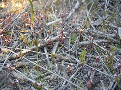 Levenhookia murfetii