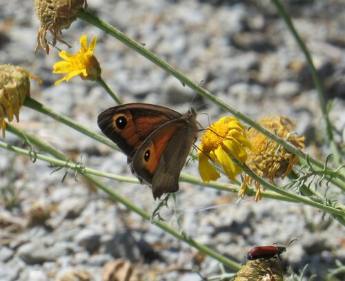 Aegean Meadow Brown
