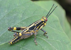 Zonocerus variegatus