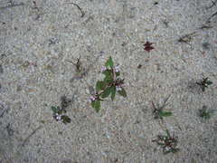 Levenhookia murfetii