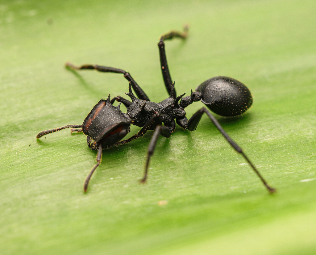 Cephalotes alfaroi