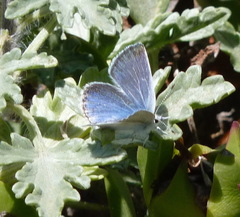 Icaricia icarioides parapheres