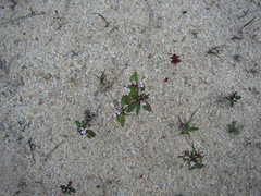 Levenhookia murfetii