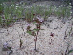 Levenhookia murfetii