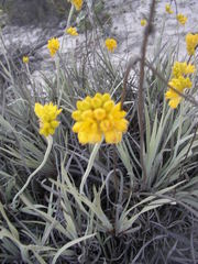 Conostylis candicans candicans
