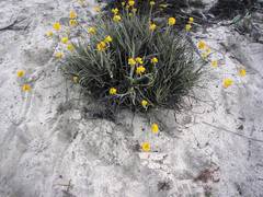 Conostylis candicans candicans