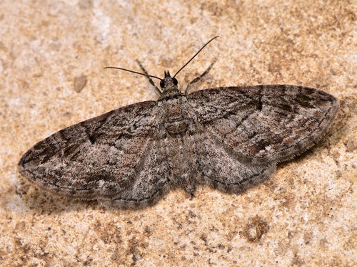 Eupithecia euxinata