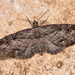 Eupithecia ericeata - Photo (c) Paolo Mazzei, algunos derechos reservados (CC BY-NC), subido por Paolo Mazzei