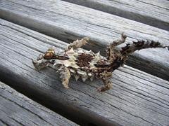 Moloch horridus