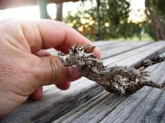 Moloch horridus