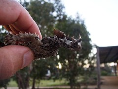 Moloch horridus