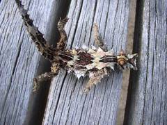 Moloch horridus