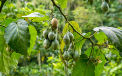 Solanum betaceum image