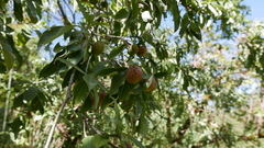 Cornus capitata