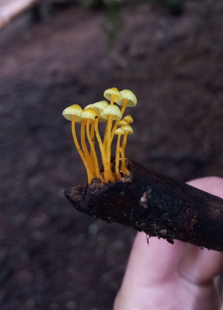 Mycena chusqueophila · June 2023 · photo: © ariadnat (iNaturalist, cc-by)