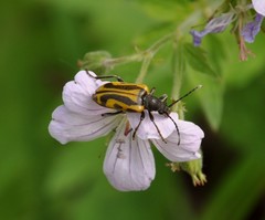 Brachyta interrogationis