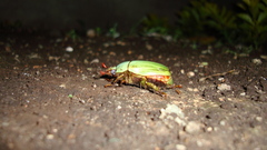 Pelidnota prasina