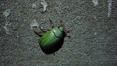 Pelidnota prasina