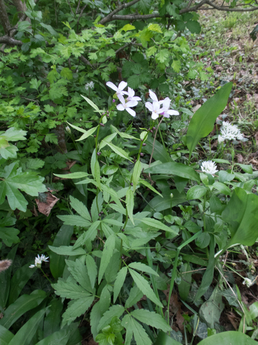 Coralroot bittercress (Cardamine bulbifera)