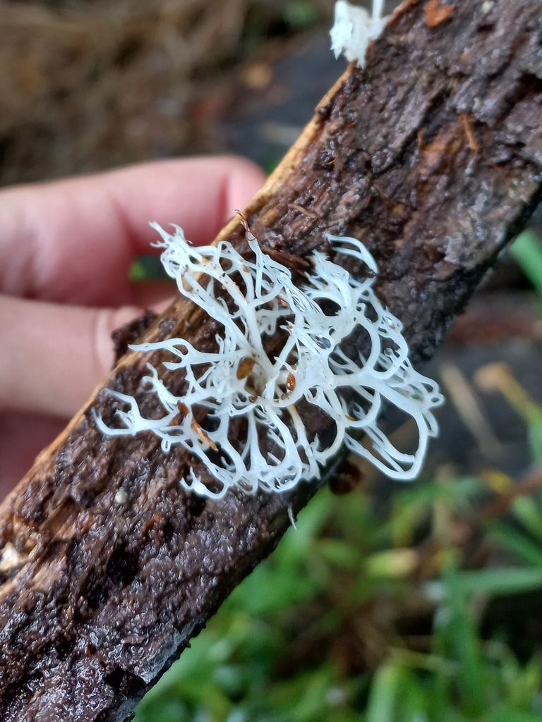 Artomyces adrienneae · June 2023 · photo: © ariadnat (iNaturalist, cc-by)