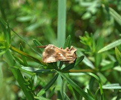 Plusiini