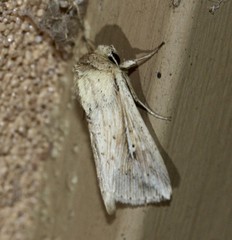 Mythimna decisissima