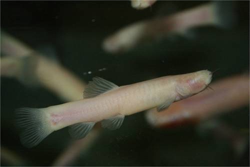 Somalian cavefish (Phreatichthys andruzzii) — Cyprinidae — 2