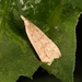 Spotted Dichomeris Moth - Photo (c) Jared A., some rights reserved (CC BY-NC), uploaded by Jared A.