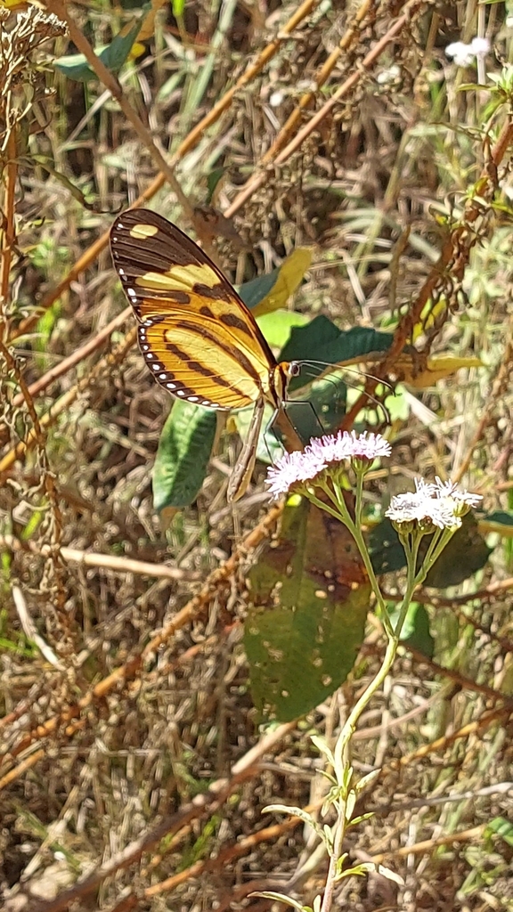 Melinaea ethra