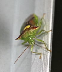 Sastragala versicolor