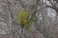 Phoradendron macrophyllum