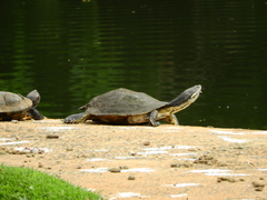 Phrynops geoffroanus