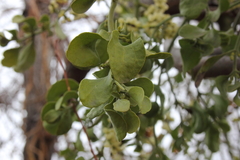 Phoradendron macrophyllum