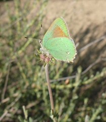 Callophrys dumetorum