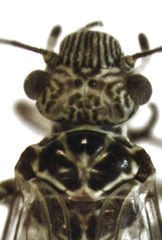 Clematostigma maculiceps