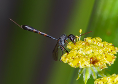 Gasteruption assectator